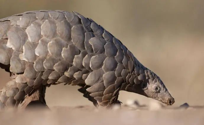 我國(guó)&ldquo;十四五&rdquo;將加強(qiáng)野生動(dòng)植物保護(hù)