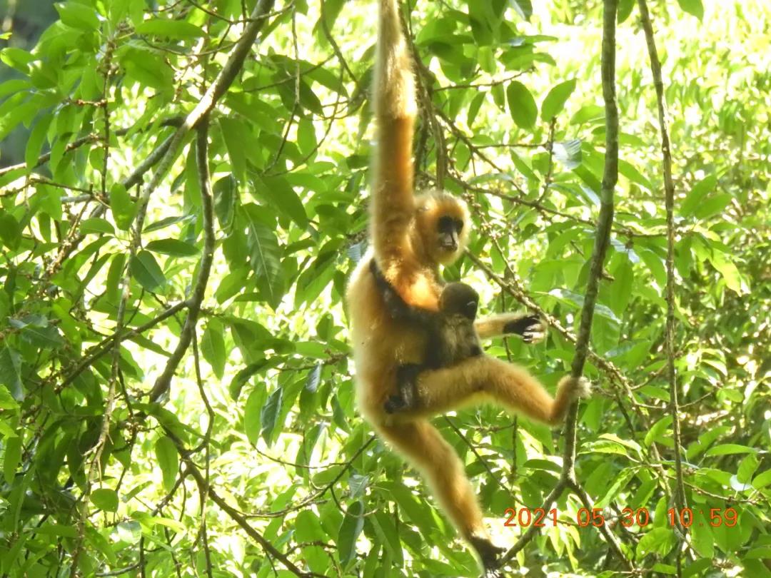 保護(hù)生物多樣性的&ldquo;中國(guó)案例&rdquo;獲多國(guó)生態(tài)專家點(diǎn)贊