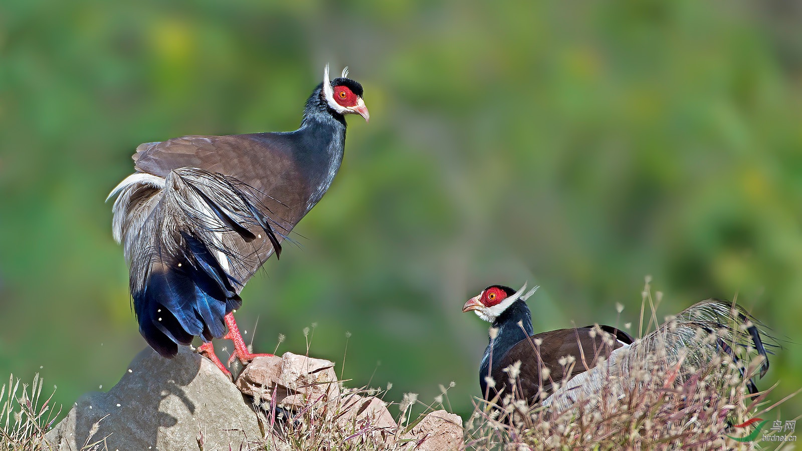 caeda2be346cbc4bfe47b758935b4a95.jpg 褐馬雞.jpg