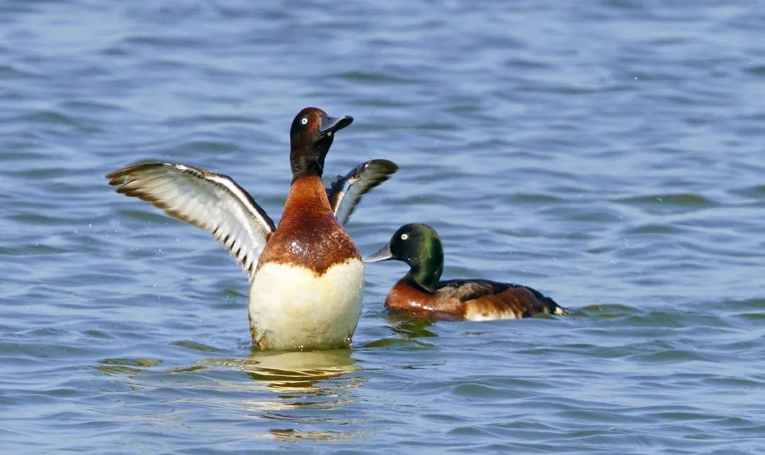 神奇生物大盤點(diǎn)！近兩年廣東出現(xiàn)的物種新記錄有這么多&hellip;
