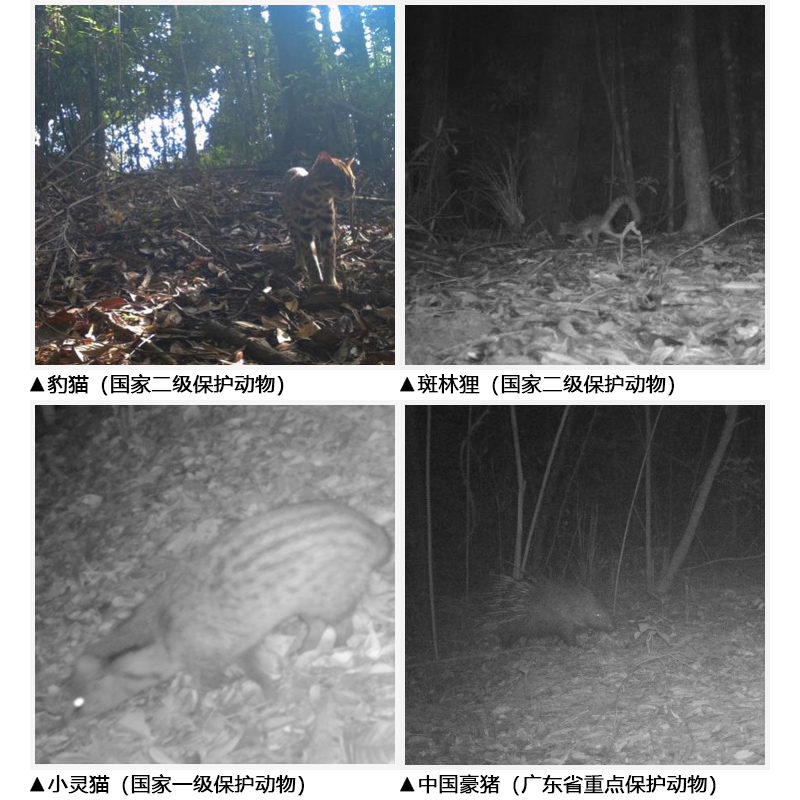 c867804eb727ec2c82d391cb3415d976.jpg 推文圖.jpg