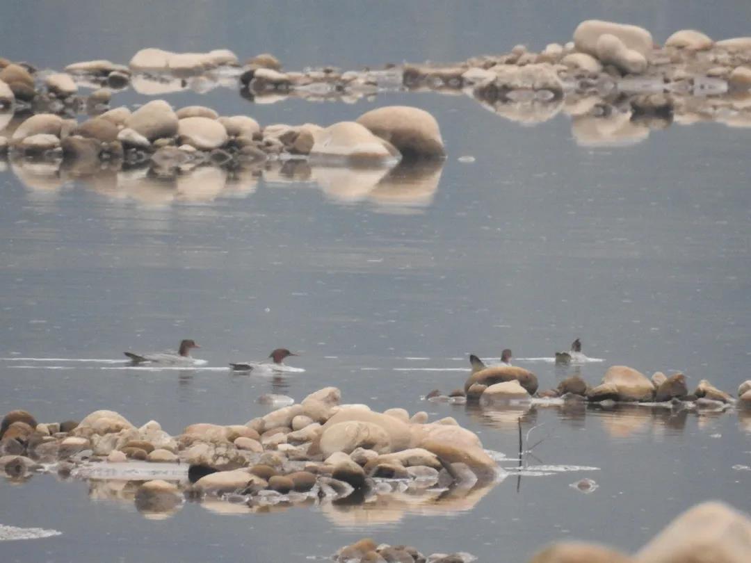 d0469018318ece7443d75652c28a7758.jpg 004.jpg