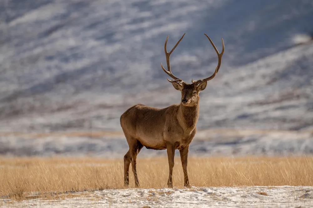 生態文明的標尺在于人與動物的距離