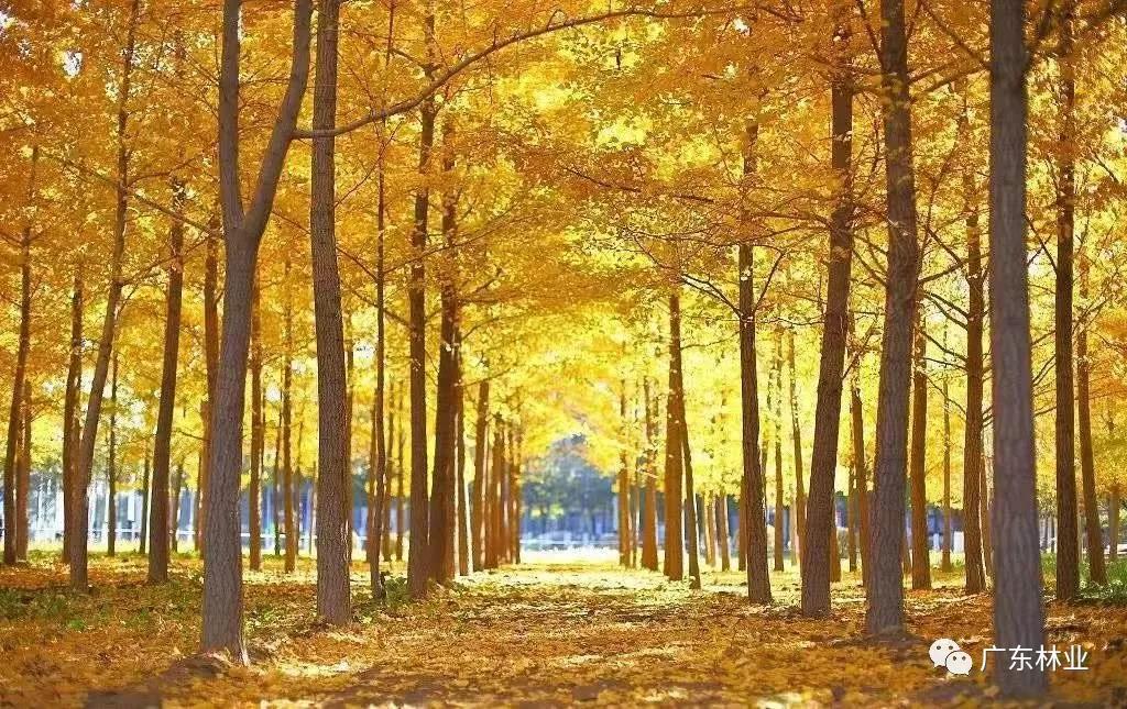 名單出爐！廣東公布省十大樣板鎮村林場