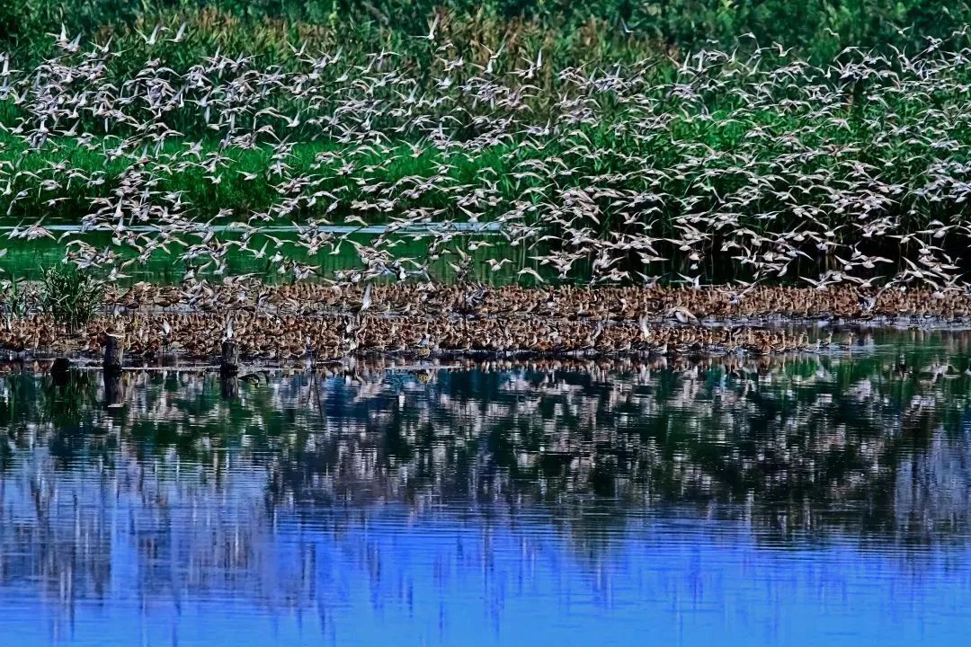 深圳共記錄野生動植物2671種，看看你能認出多少？