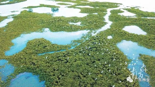 大氣磅礴！湛江紅樹林亮相央視《新聞聯播》