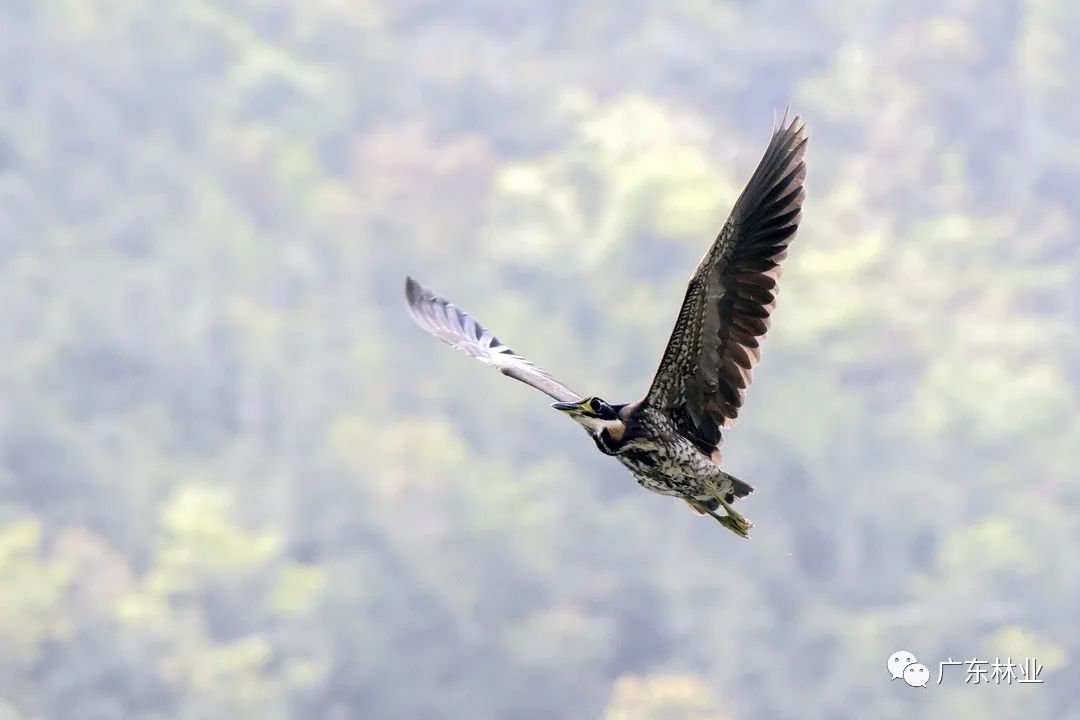 fd310204c4e775a2e506cb9746f2dbd5.jpg 003.jpg