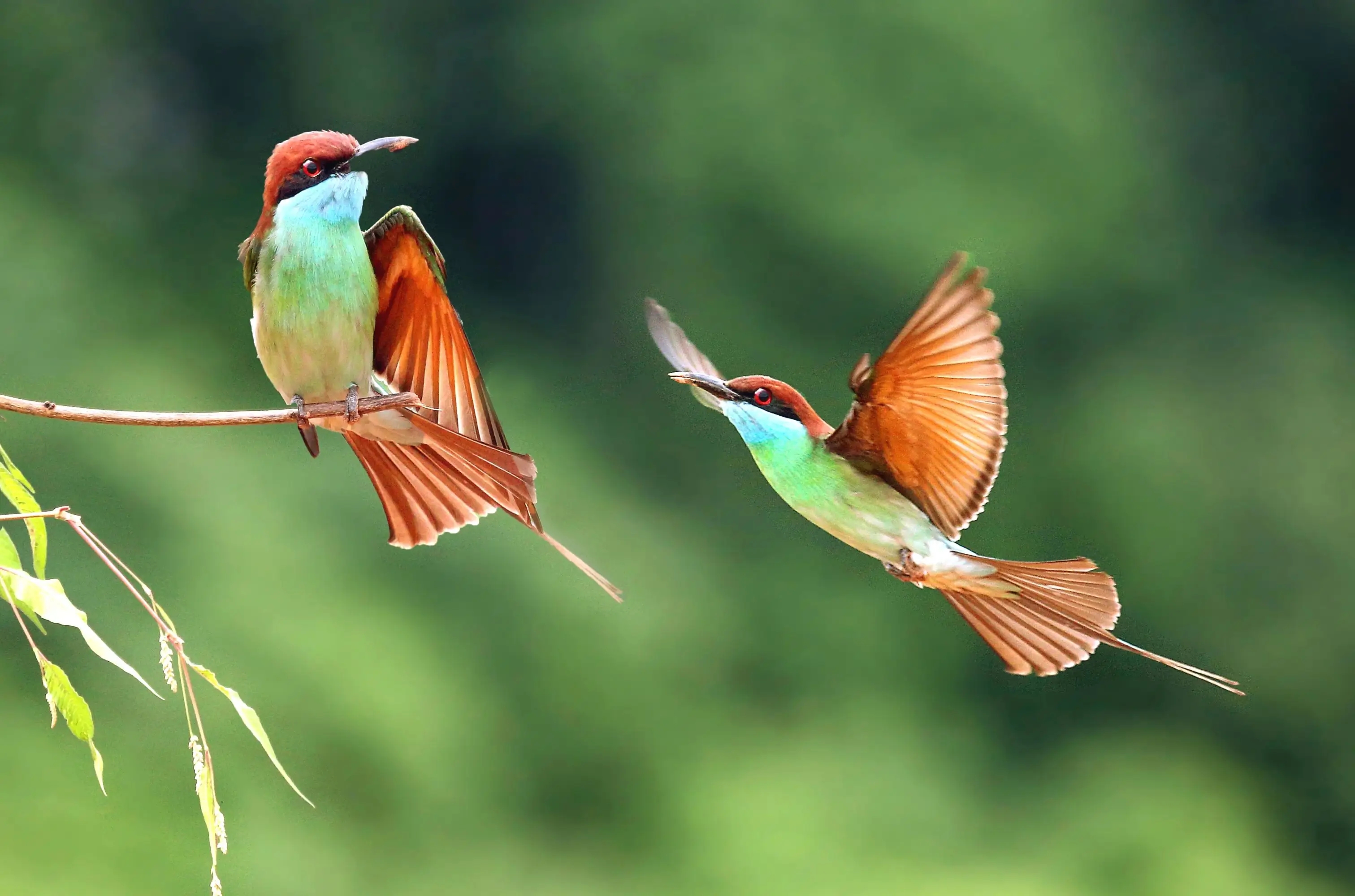 嶺南之南丨&ldquo;中國最美小鳥&rdquo;相親記