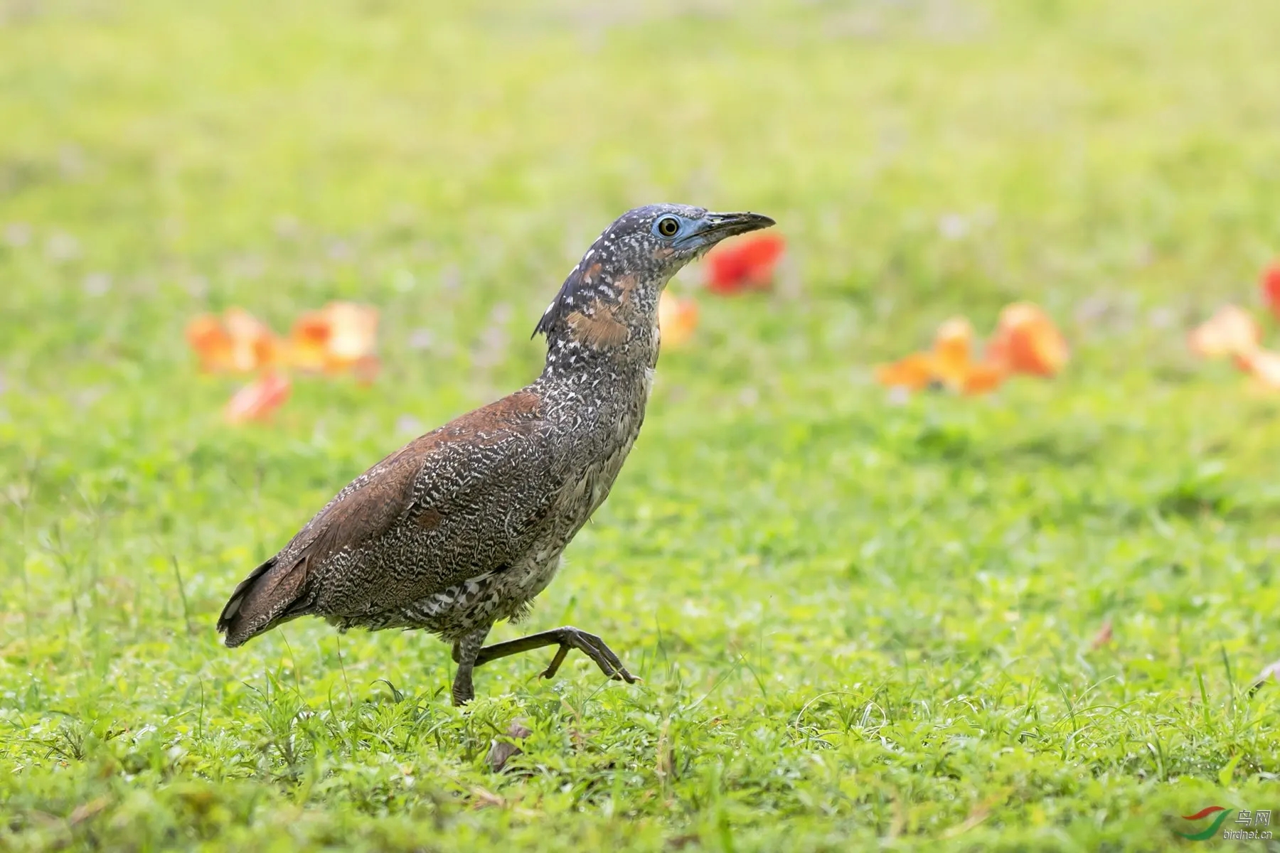 來頭不??！肇慶首次發(fā)現(xiàn)黑冠鳽！