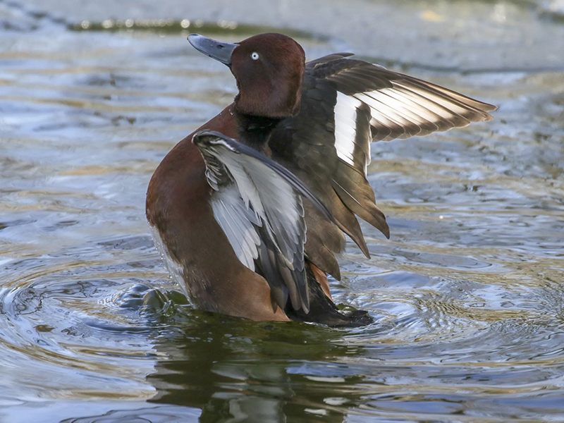 澳盾身邊的自然觀察&mdash;&mdash;鳳頭潛鴨（雌）