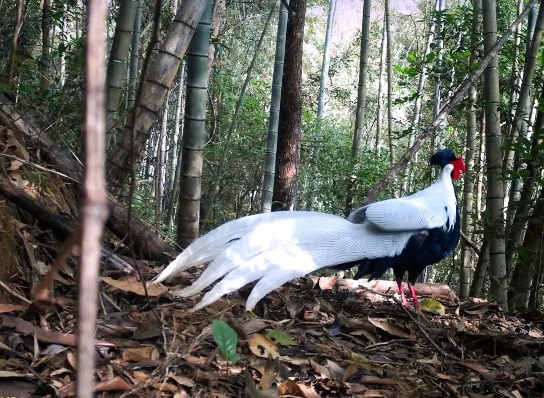 太驚艷了！河源&ldquo;林中仙子&rdquo;登上央視，霸屏近2分鐘......