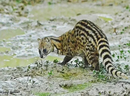 珍貴影像曝光！珠海淇澳島小靈貓首次&ldquo;帶娃&rdquo;亮相！