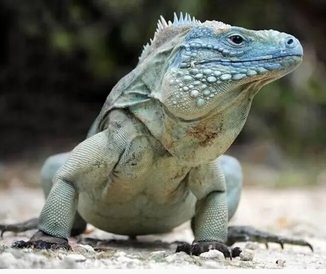 10余年后再現(xiàn)身！云浮發(fā)現(xiàn)國家二級保護動物長鬣蜥