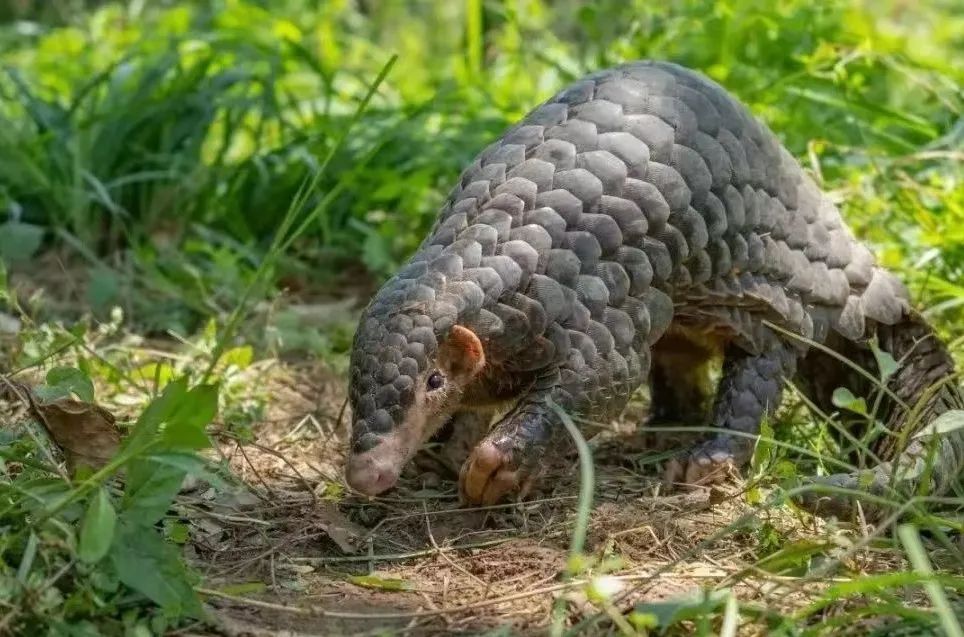 國家一級保護野生動物再現(xiàn)茂名！內(nèi)有珍貴視頻，快來看！