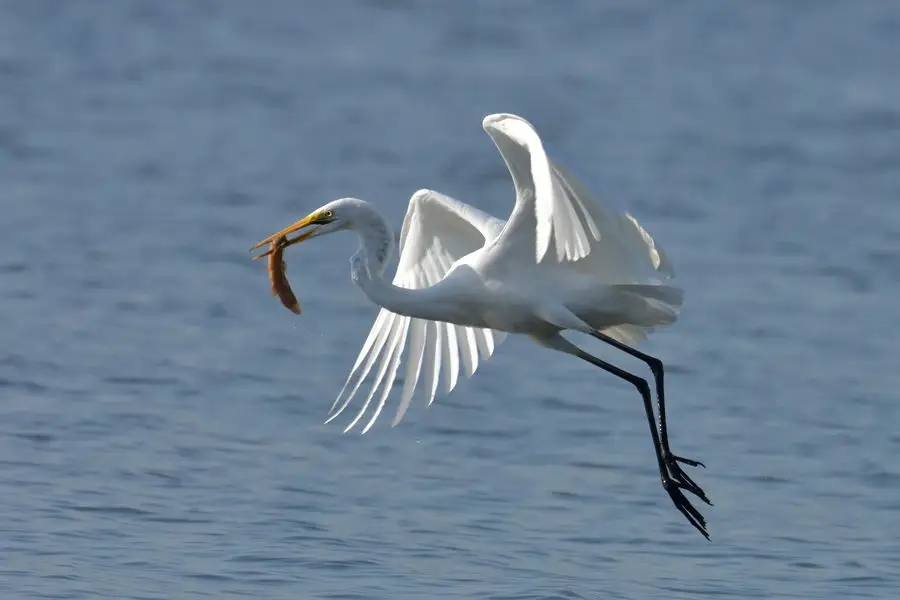 惠州鹽洲島：紅樹林里，萬千鷺鳥歸巢