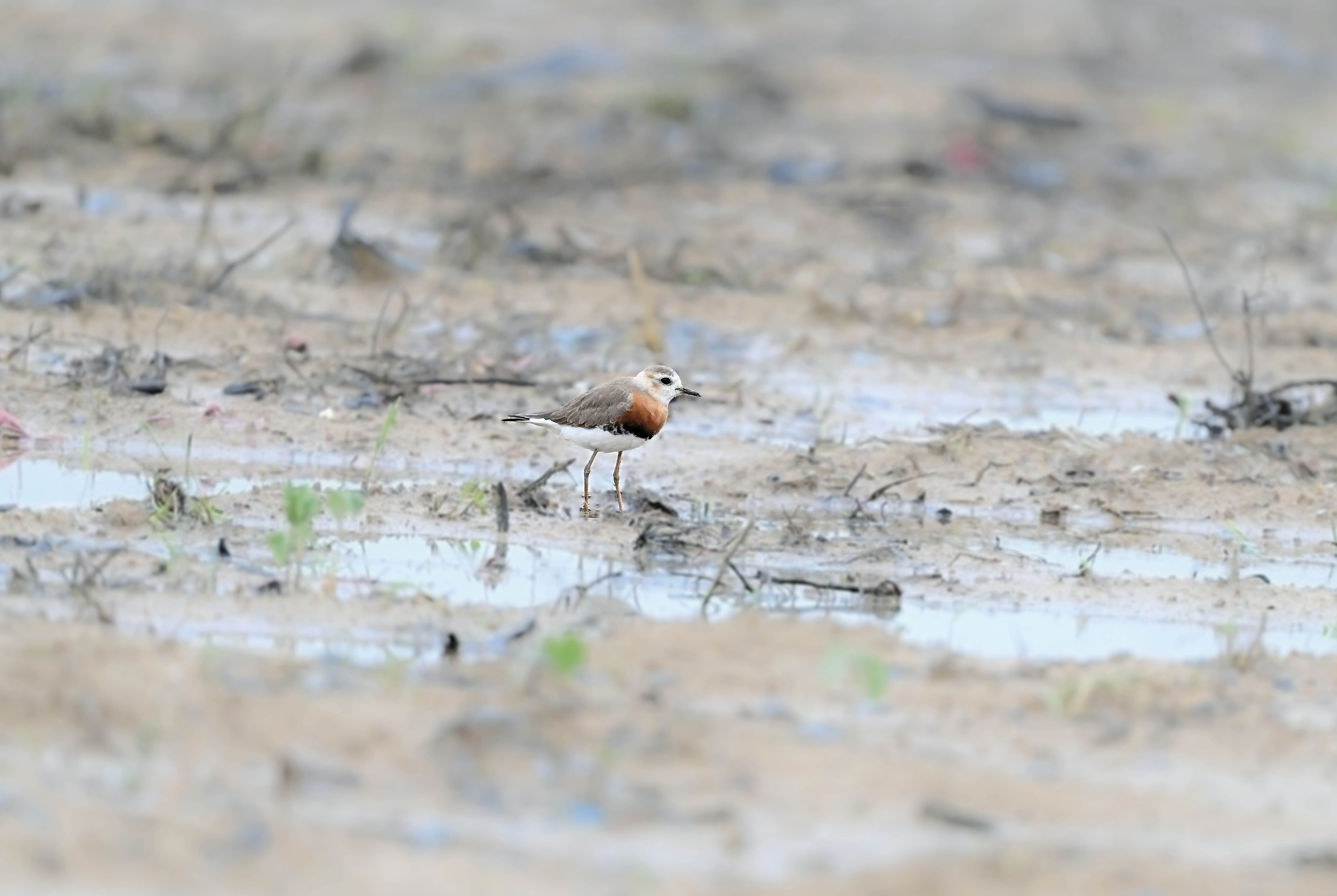 澳盾身邊的自然觀察&mdash;&mdash;東方鸻